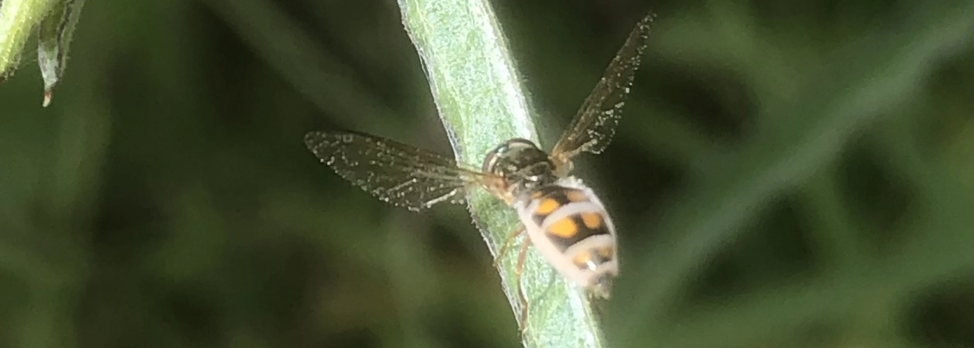 Syrphe