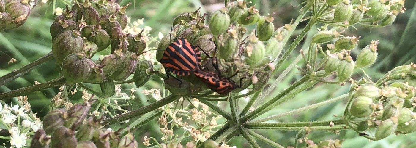 Accouplement de punaises Arlequin sur une grande berce