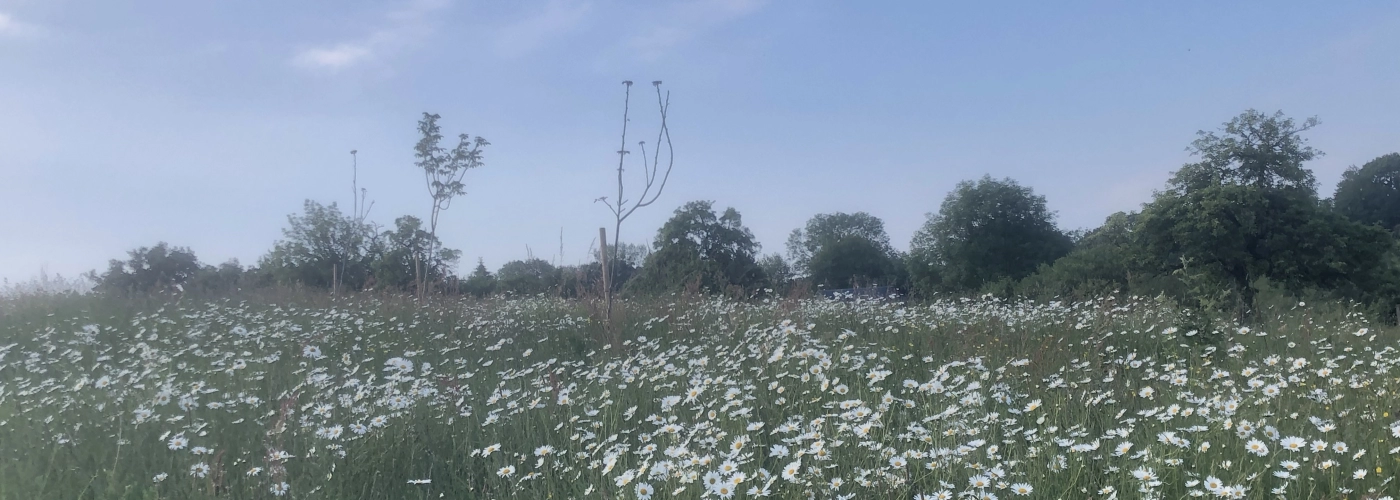 Protéger l'existant fleurs de la prairie 