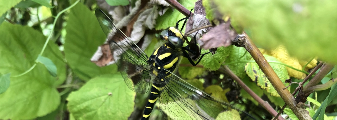 Libellule Cordulegastre annelée
