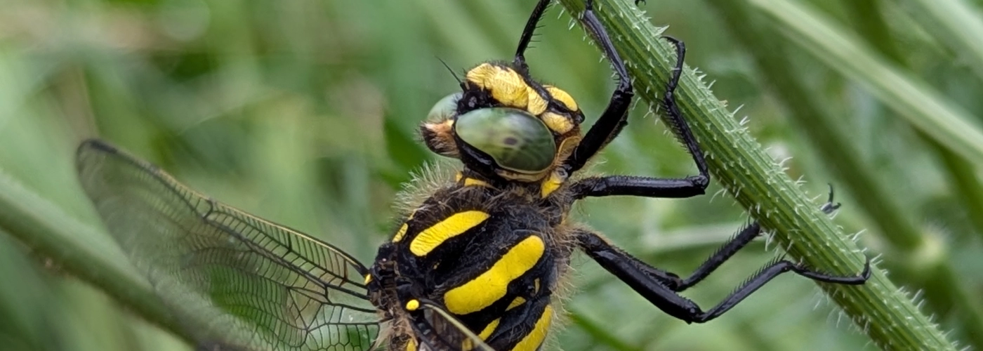 Libellule Cordulegastre annelée