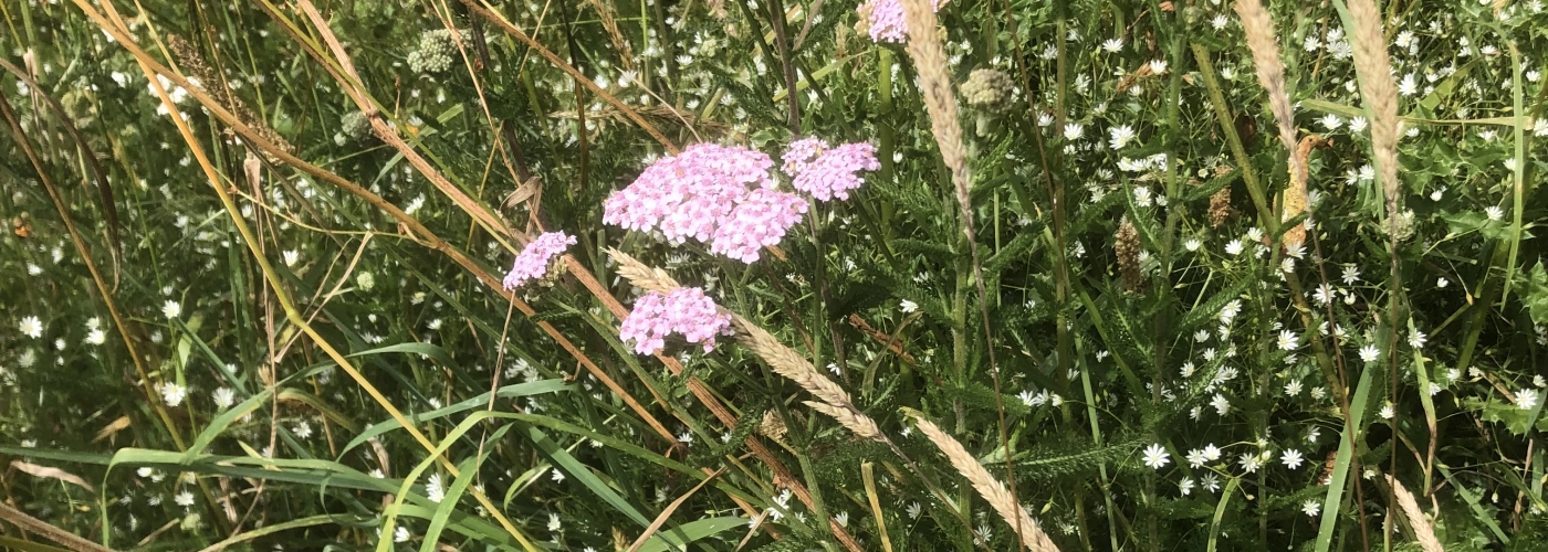 Protéger l'existant fleurs de la prairie 