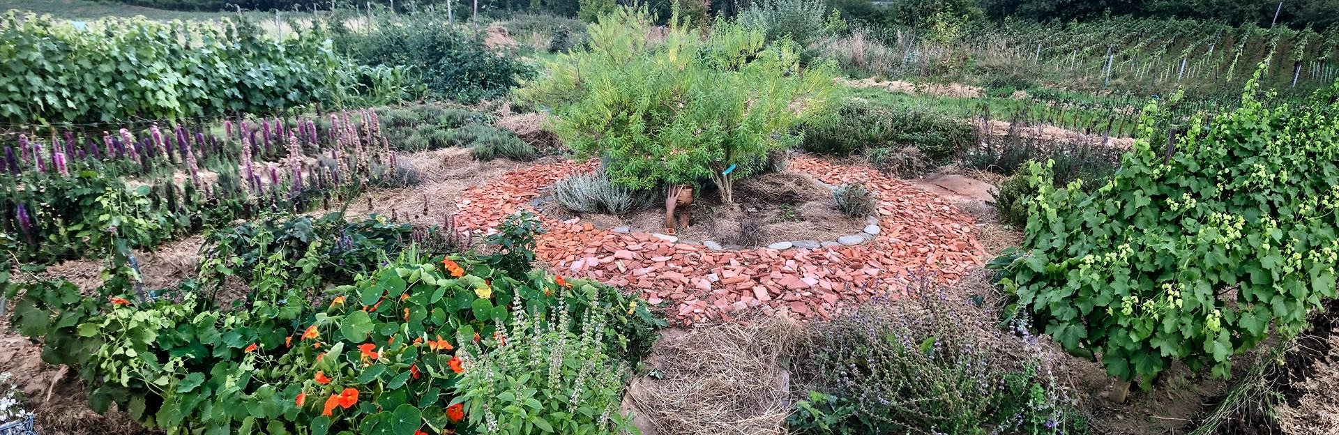 Aménagement d'un jardin en permaculture avec une spirale en tuiles, entourée de plantes aromatiques, capucines et vignes