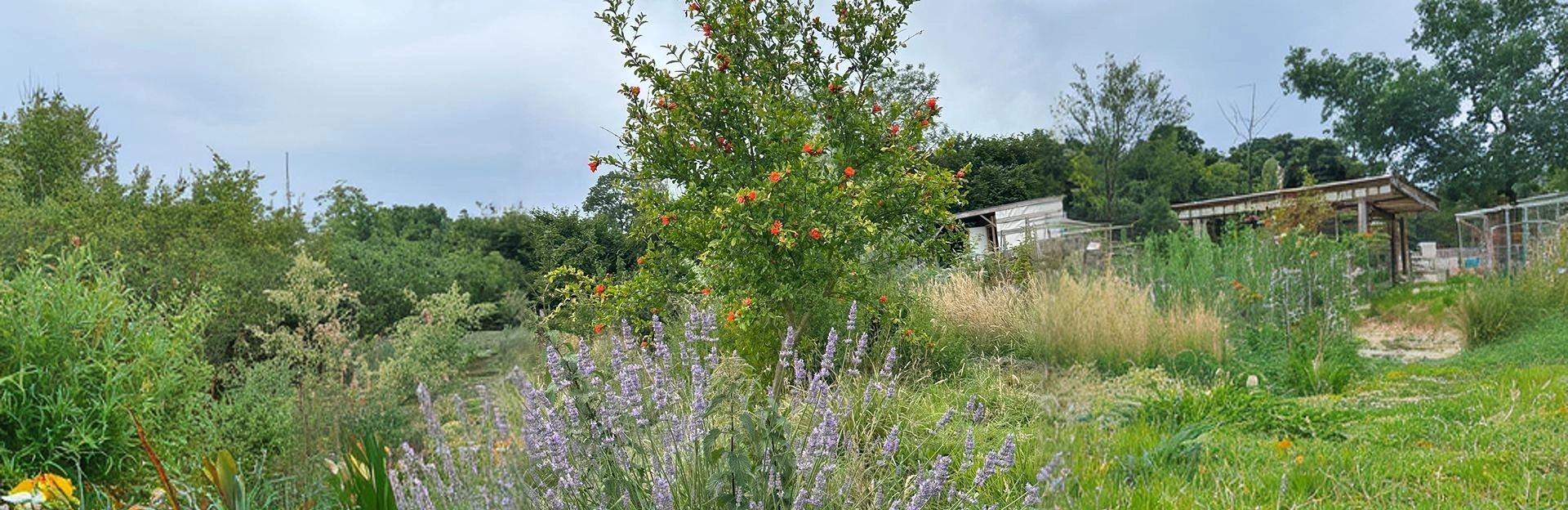 Jardin écologique verdoyant avec des buissons de lavande en fleurs et un arbuste à fleurs rouges sous un ciel nuageux