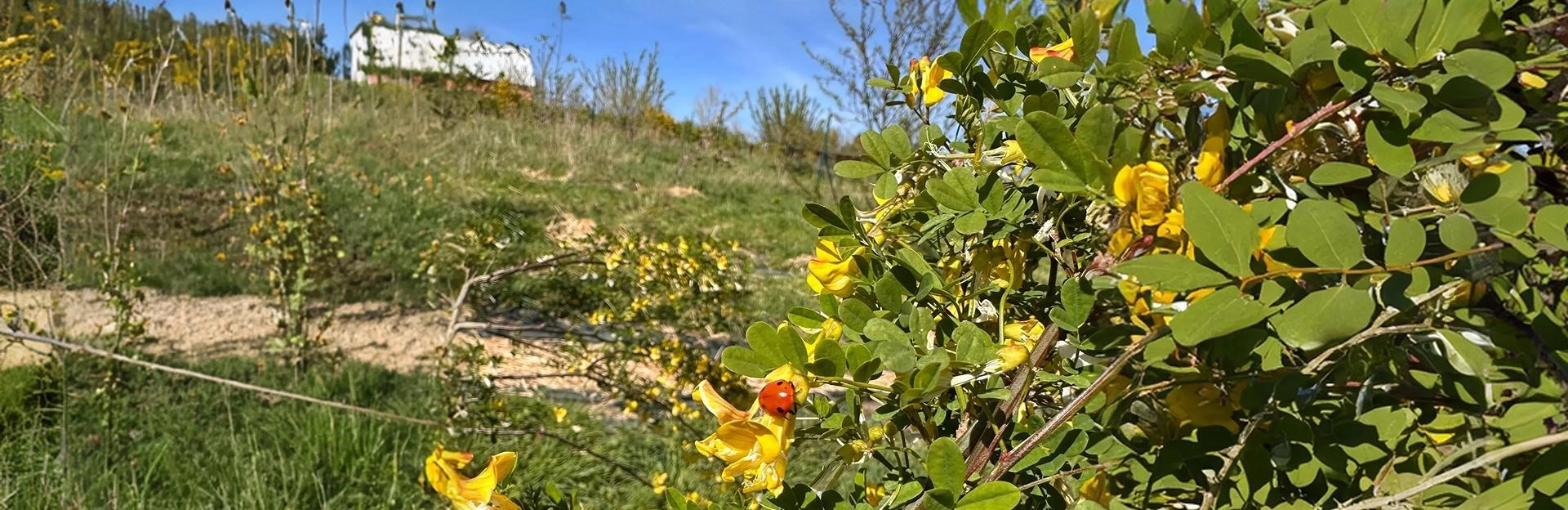 Gros plan d'une coccinelle sur des fleurs jaunes dans un jardin naturel et ensoleillé